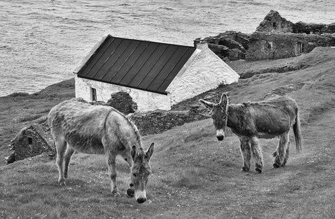 Two donkeys grazing with cottages and the sea in the background. 