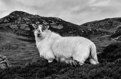 A black and white image of a sheep looking at the camera lens with a hill mound in the background and shrubbery in the foreground.