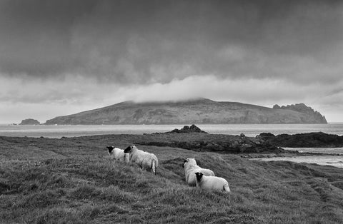 A black and white image of four sheep on the Great Blasket Island with the Sleeping Giant and brooding clouds in the background.