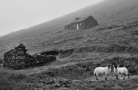 A hill featuring a renovated cottage and a derelict cottage with two sheep looking straight at the camera.