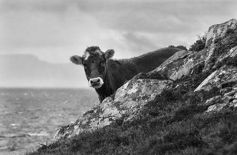 A black and white image of a cow looking around a stone coastal feature with the sea in the background. 