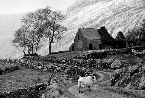 A black and white image of the Black Valley featuring a cottage, a country lane, stone walls and a sheep standing in the foreground looking at the camera lens.