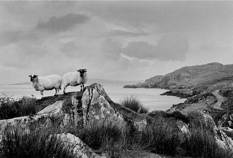 A black and white image of two sheep standing on a rock structure with a jagged coastline and a road on the right.