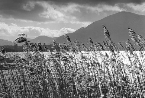 A black and white image of water reeds in the foreground with a lake and a mountain in the background.