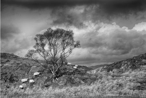 A black and white photograph of a hill with sheep grazing on it around a towering tree.