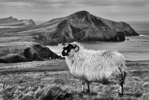 A black and white image of a sheep with horns in the foreground and the Three Sisters of Dingle in the background.