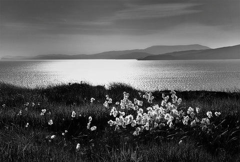 A black and white image of bog cotton in the foreground with a sunlit bay in the background.