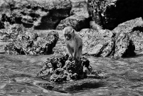 A black and white image of a monkey sitting on a rock surrounded by water with rock formations in the background. 