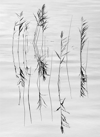 A black and white image of rushes reflected in water.  