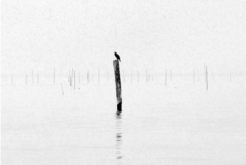 A black and white image of a bird on a fishing post with more posts in the background. 