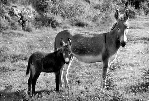 A black and white image of a donkey and a little foal looking at the camera while standing in a field. 