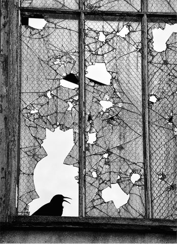 A black and white image of a broken window with a crow sitting on the window sill; the broken glass creates the shape of a cat.