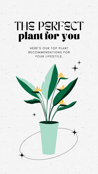The Perfect Plant For You!