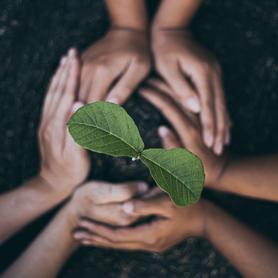 Celebrate Earth Day, plant a seedling