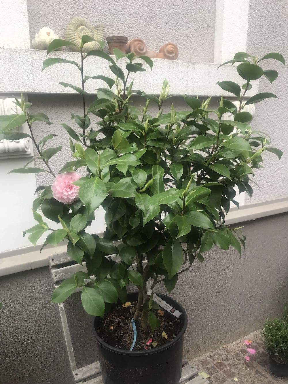 Camellia Bonomiana - Kamelien Online Shop  -  