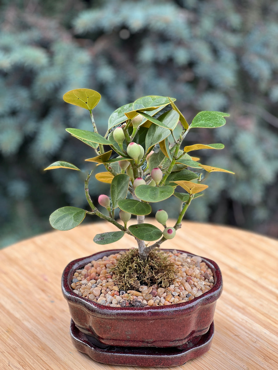 Ficus Misrtletoe in a ceramic pot