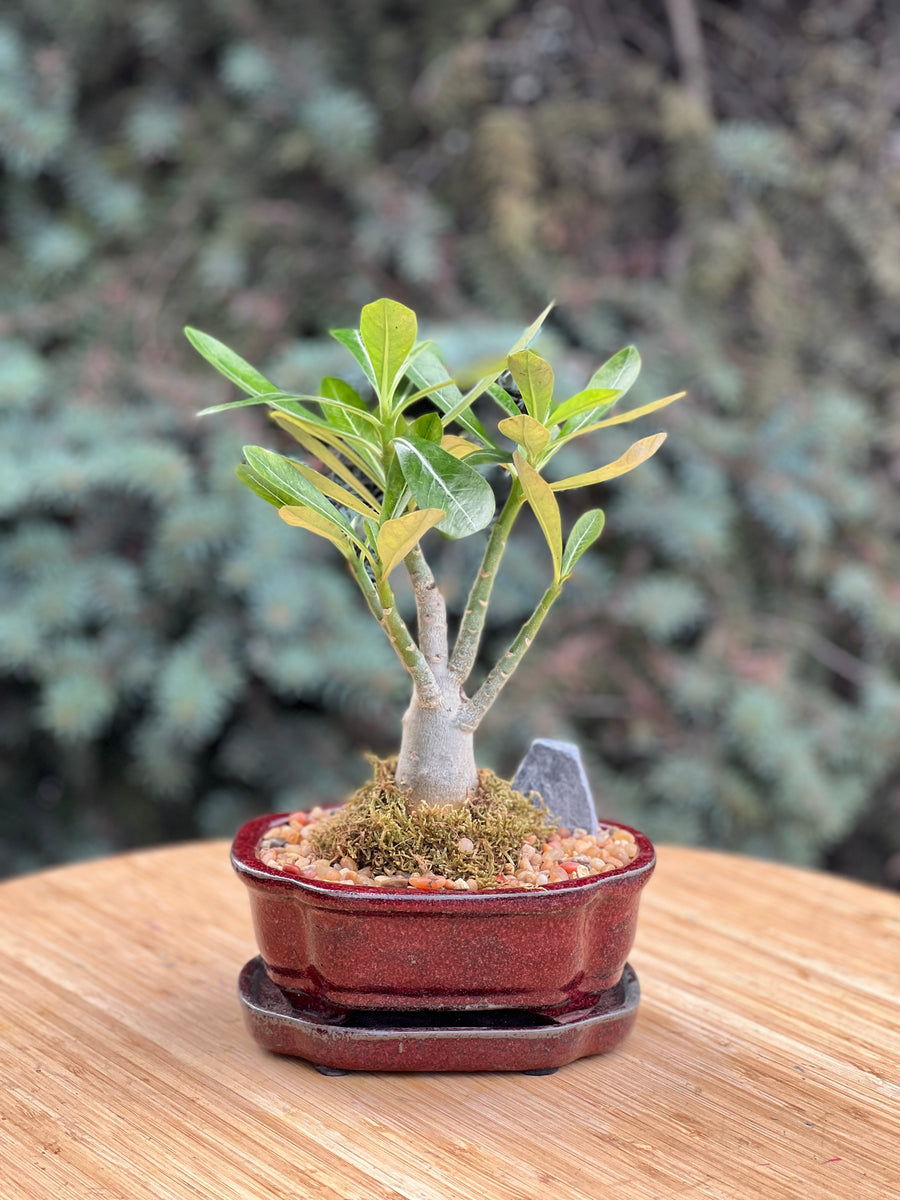 Desert Rose in a ceramic pot