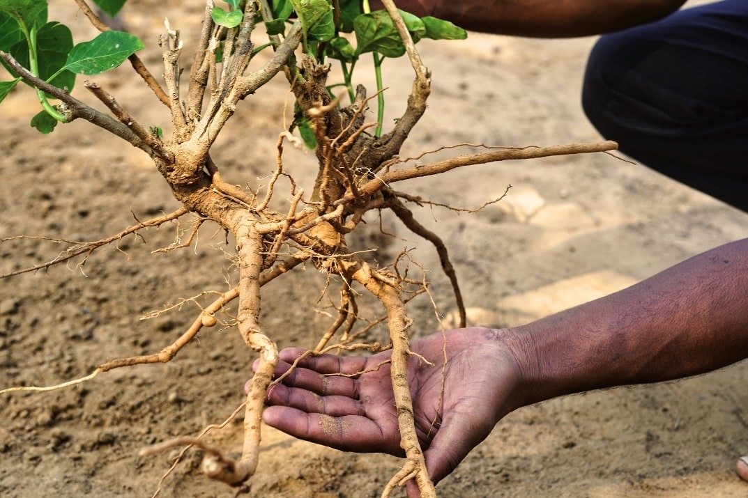 picking ginseng