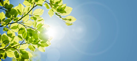 sunshine through the trees against a blue sky