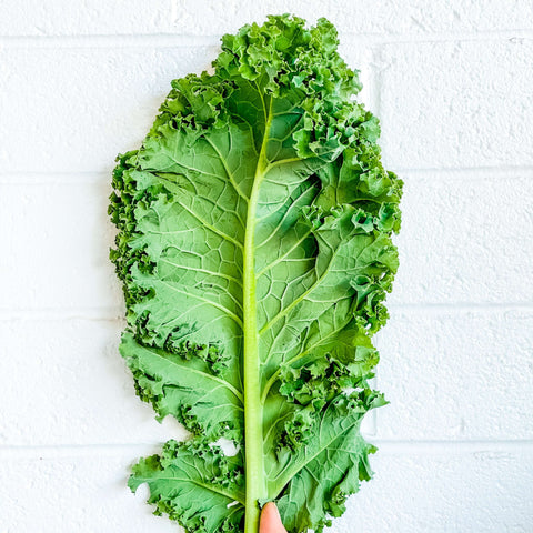 A hand holding up a kale leaf