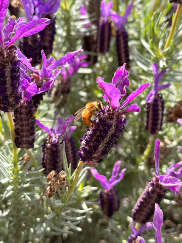 bee on a lavender flower