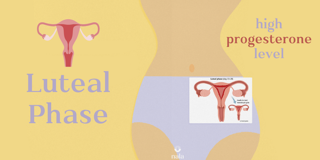 The (Hormonal) Phases of Your Menstrual Cycle: Luteal Phase