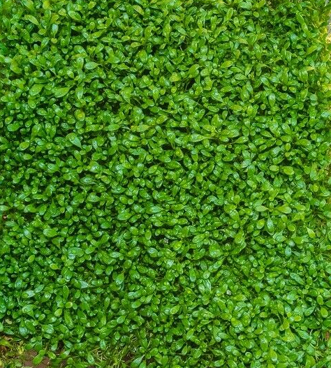 Dwarf Hairgrass (Eleocharis Parvula) Plant Mat 3X5 Aquarium Plant