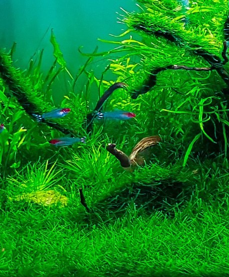 Mainam Christmas Moss in Cup Live Aquarium Plant Decorations Freshwater Not Java Moss