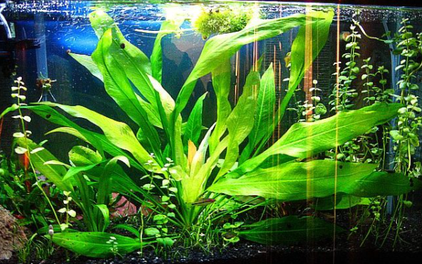  Micro Sword lilaeopsis brasiliensis  Live Aquarium Plants Java  Moss Freshwater : Pet Supplies