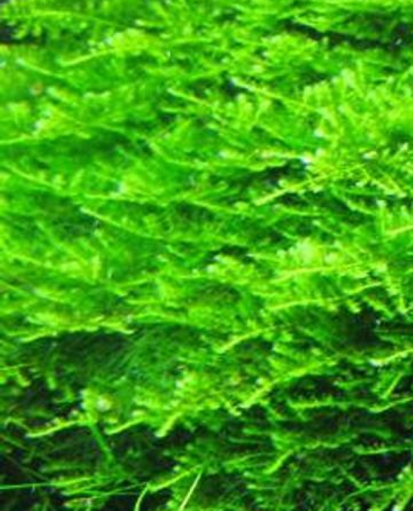 Freshwater Aquatic Plants: Christmas Moss - Hakkai Aquascape Design Gallery