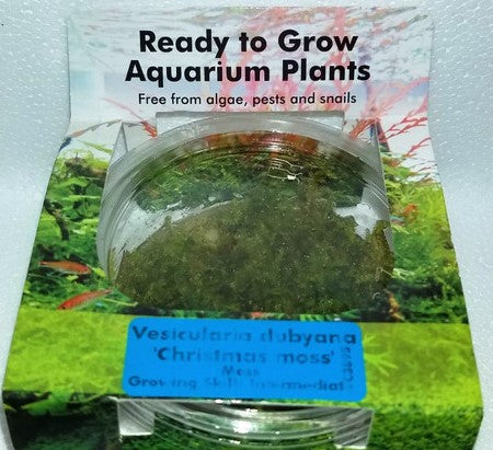 Java Moss (Vesicularia Dubyana) For Sale  Aquarium Plants - H20Plants –  H2O Plants