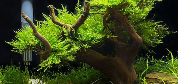Spiderwood Large 10-12 inches terrarium or aquarium design