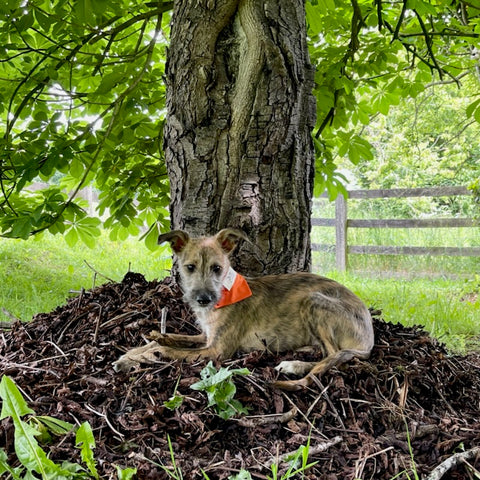 lurcher sight hound in the shade under a tree wearing a cooling designer dog bandana made by luxury designer pet accessory British Brand LISH