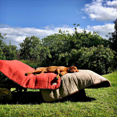 hungarian vizsla asleep on luxury designer recycled dog blanket in the shade by LISH designer petwear 