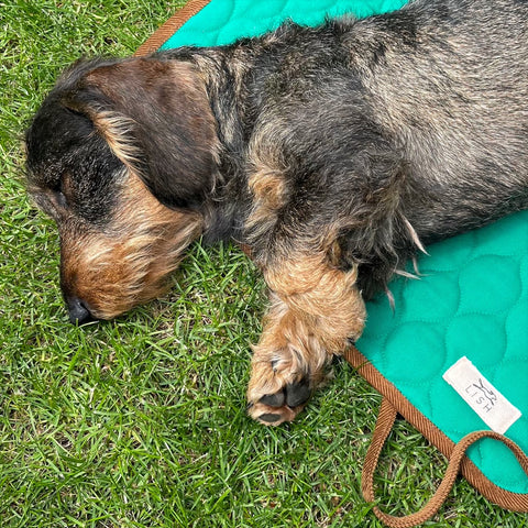 wire haired dachshund asleep in the shade in heatwave Britain Summer 