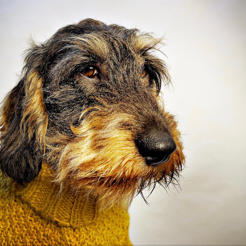 cockapoo in luxury real wool dog jumper by LISH London British Heritage Designer pet accessory brand