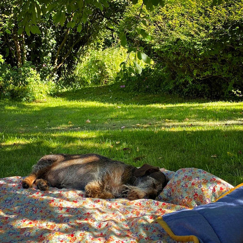 sleeping mini daxi puppy in the garden on a liberty print designer dog blanket 