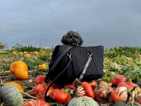 POODLE IN BLACK DOG CARRIER AND DOG TRAVEL BED MADE IN ENGLAND AMONGST PUMPKINS ON A PUMPKIN PATCH, LUXURY DOG CARRIER MADE BY BRITISH HERITAGE BRAND LISH 