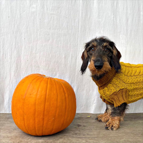 WIRE HAIRED MINI DACHSHUND IN YELLOW CABLE LUXURY DOG JUMPER NEXT TO A PUMPKIN AT HALLOWEEN