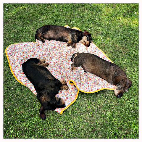 miniature wire haired dachshunds sleeping in the outdoors on a liberty print dog travel blanket