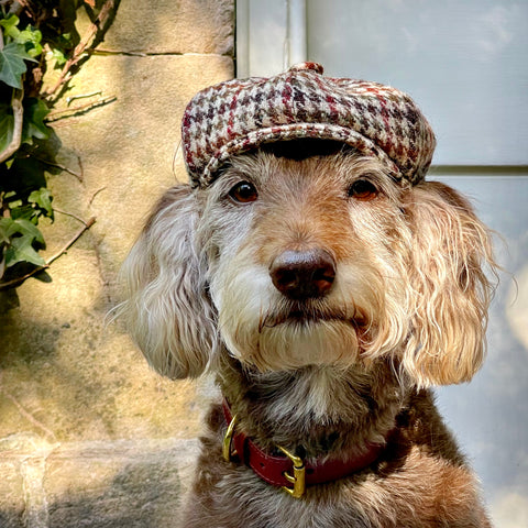 LABRADOODLE WEARS HARRIS TWEED DOG HAT BY BRITISH HERITAGE BRAND LISH LONDON HAND MADE IN ENGLAND AND WEARING A MAPLE RED VEGETABLE TANNED LEATHER LUXURY DESIGNER DOG COLLAR 