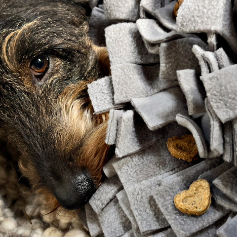 dog activity snuffle mat treats for dog separation anxiety improvement