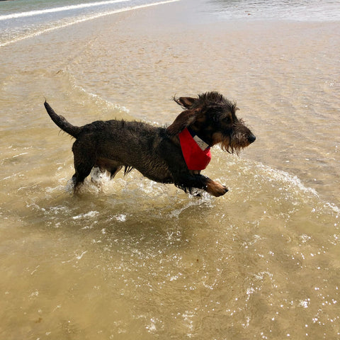 mini daxi puppy playing on the beach wearing a lish designer cooling dog bandana