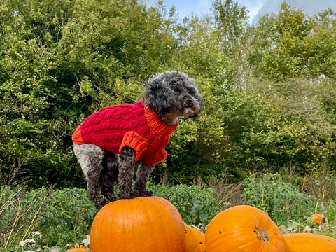 TOY POODLE COCKAPOO MIX STANDING ON A PILE OF PUMPKINS OUTSIDE WEARING A RED AND ORANGE CABLE HAND KNITTED DOG JUMPER AND DOG SWEATER BY LUXURY DESIGNER BRITISH HERITAGE PET ACCESSORY BRAND LISH