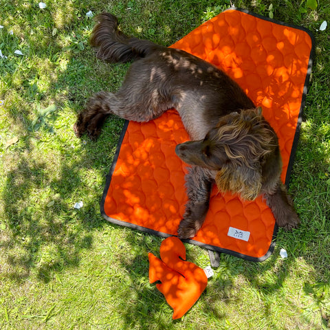 spaniel in the shade in garden with recycled dog travel blanket and designer plush squeaky toy by LISH luxury designer British pet accessory Brand