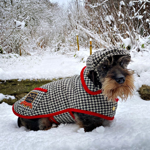 WIRE HAIRED DAXI WEARING MONOCHROME HARRIS TWEED COAT BY LISH LUXURY SUSTAINABLE BRITISH PETWEAR BRAND