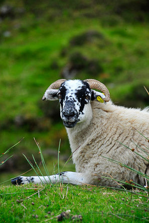 Harris Hebrides sheep used for weaving tweed fabrics for LISH LUXURY DESIGNER PET ACCESSORY BRAND