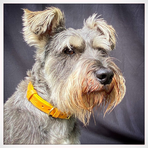 Miniature schnauzer wearing sustainable eco leather yellow dog collar made in england