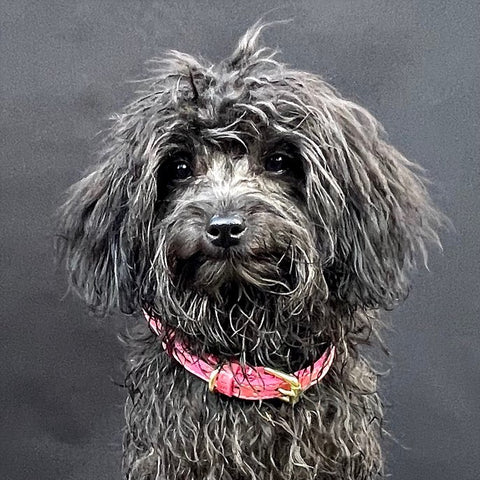 POODLE MIX WEARING MAGENTA PINK SUSTAINABLE ECO LEATHER DESIGNER DOG COLLAR MADE IN ENGLAND