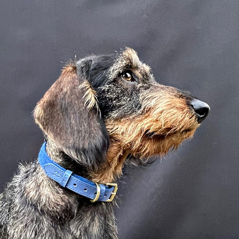 Miniature Dachshund wearing cobalt blue sustainable eco chemical free leather dog collar made in England